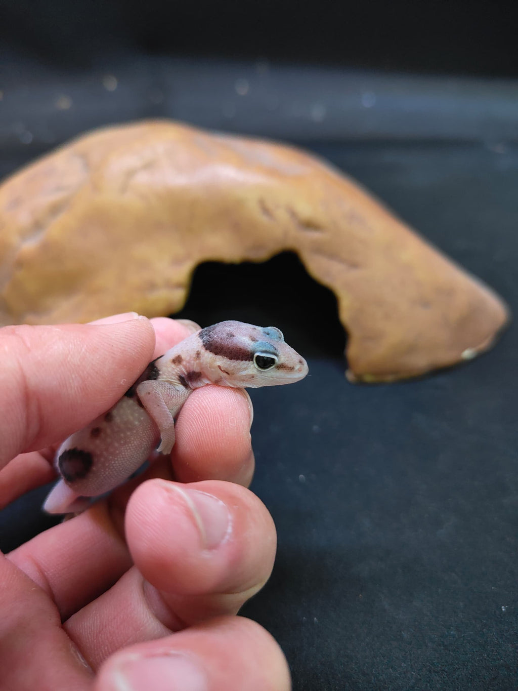 African Fat-Tailed Gecko