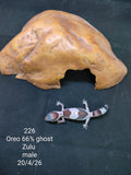 African Fat-Tailed Gecko