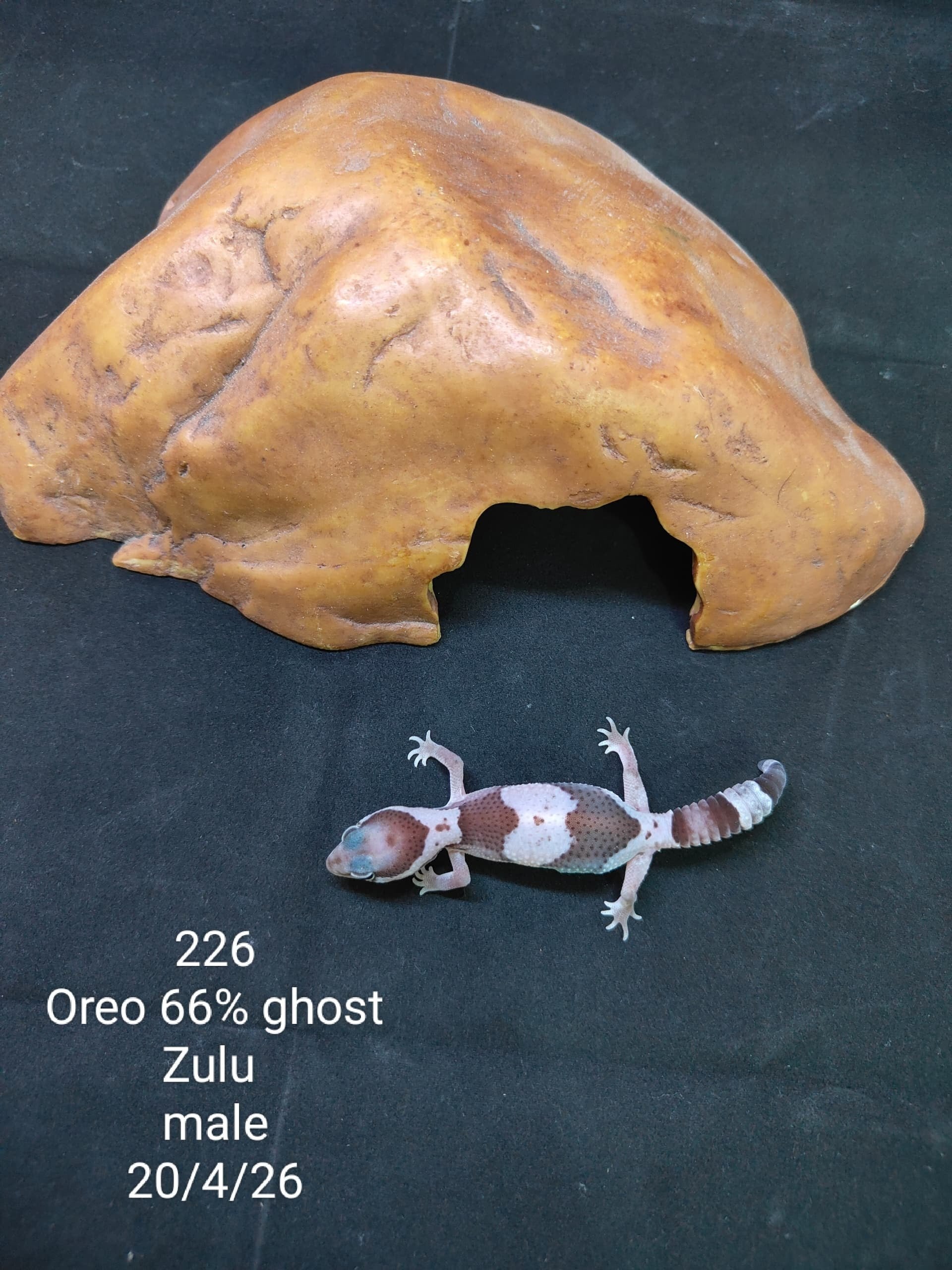 African Fat-Tailed Gecko