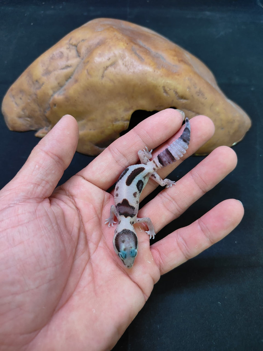 African Fat-Tailed Gecko