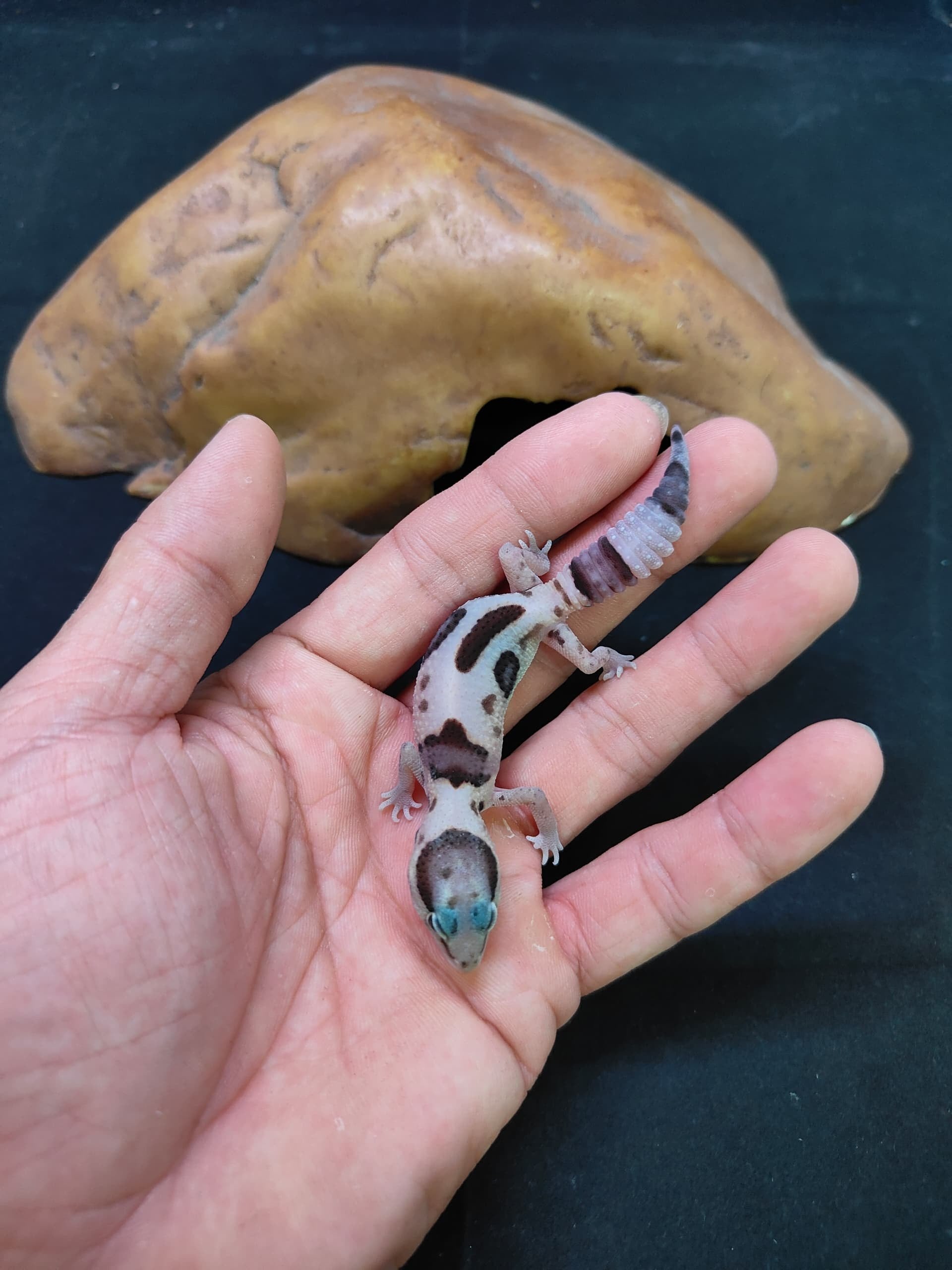 African Fat-Tailed Gecko