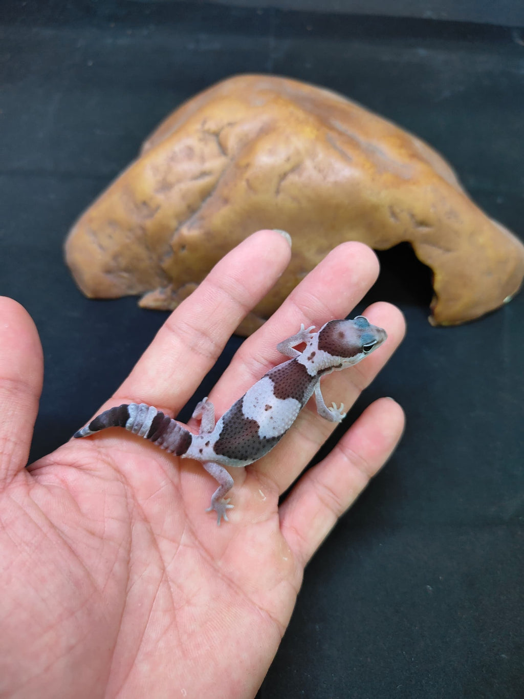 African Fat-Tailed Gecko