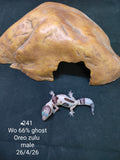 African Fat-Tailed Gecko
