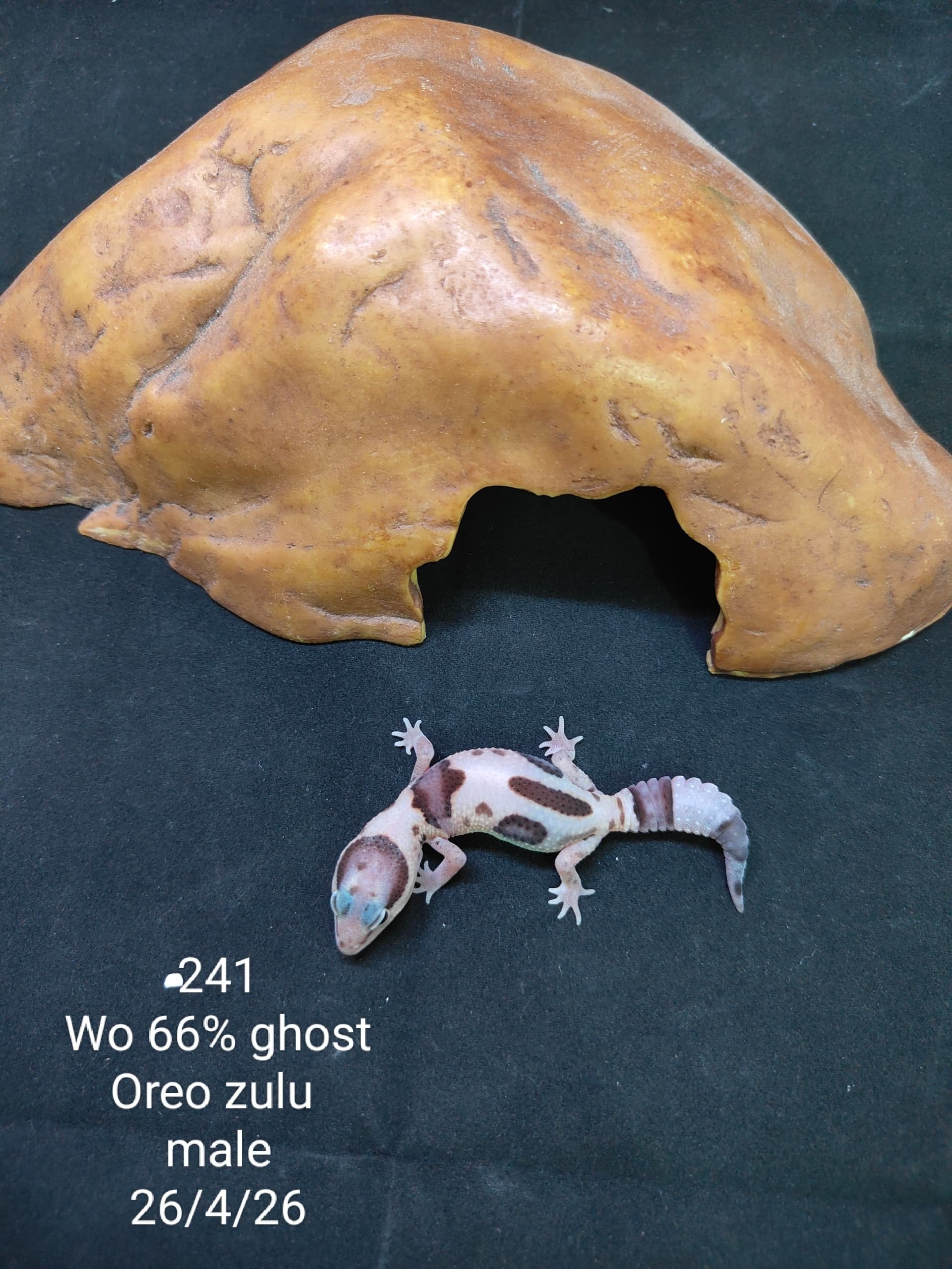 African Fat-Tailed Gecko