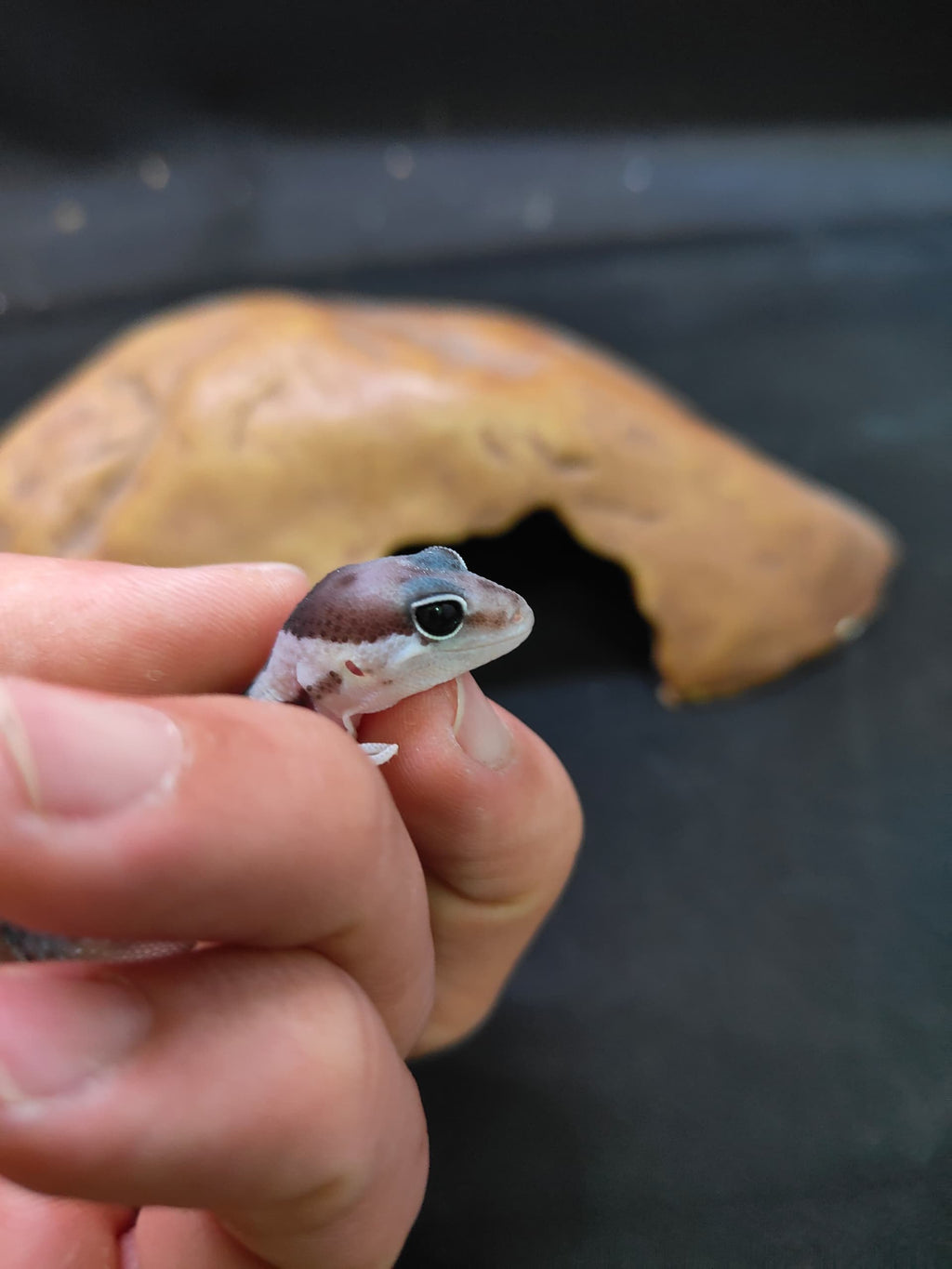 African Fat-Tailed Gecko
