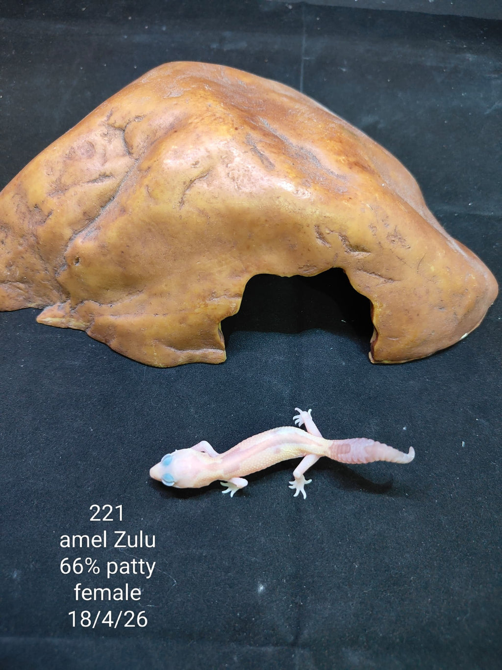 African Fat-Tailed Gecko
