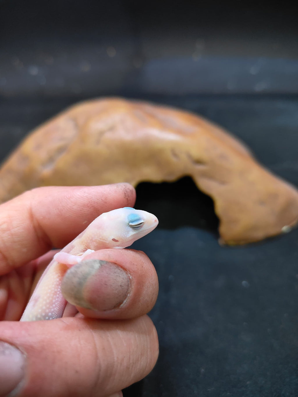 African Fat-Tailed Gecko