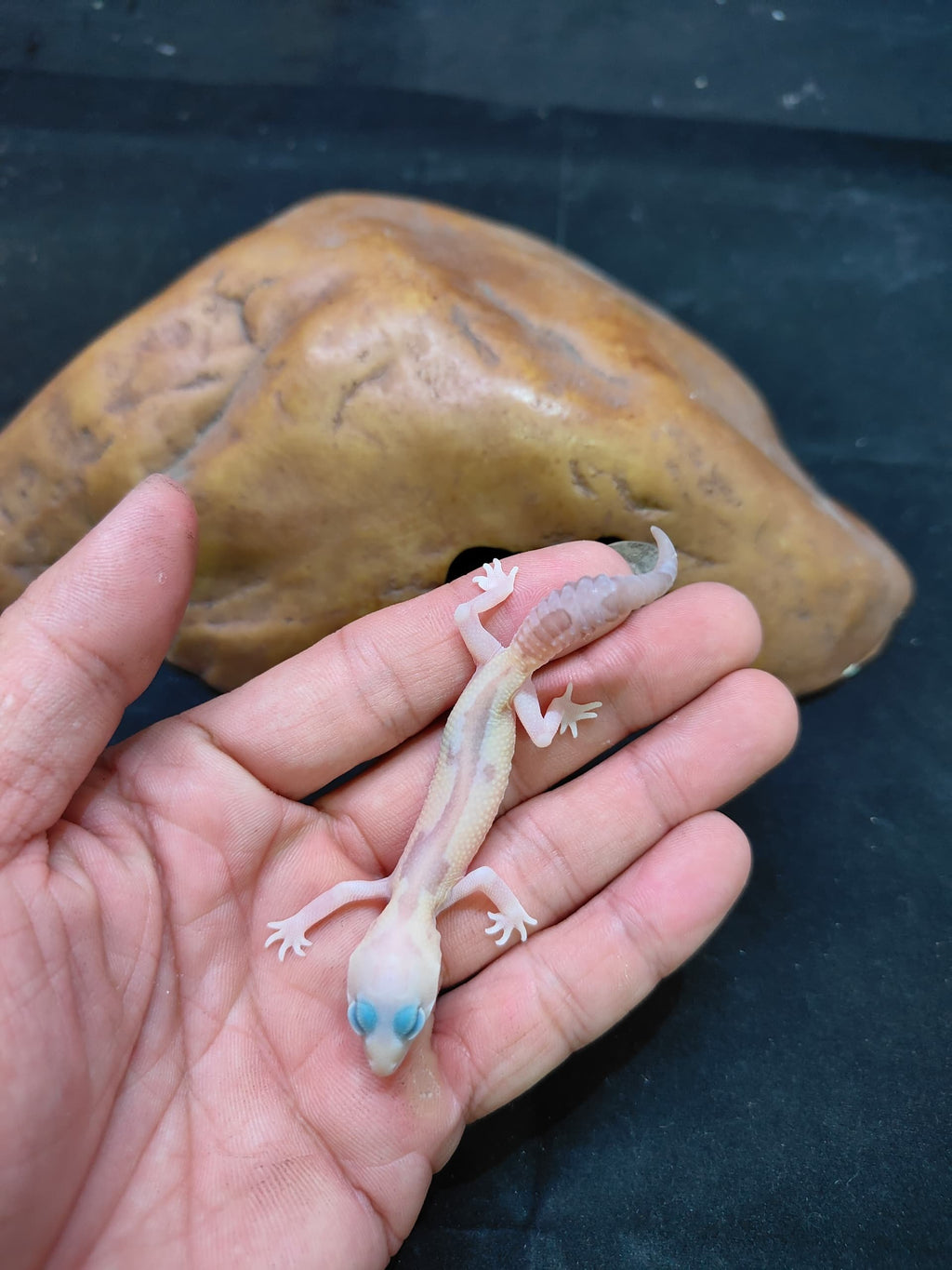 African Fat-Tailed Gecko