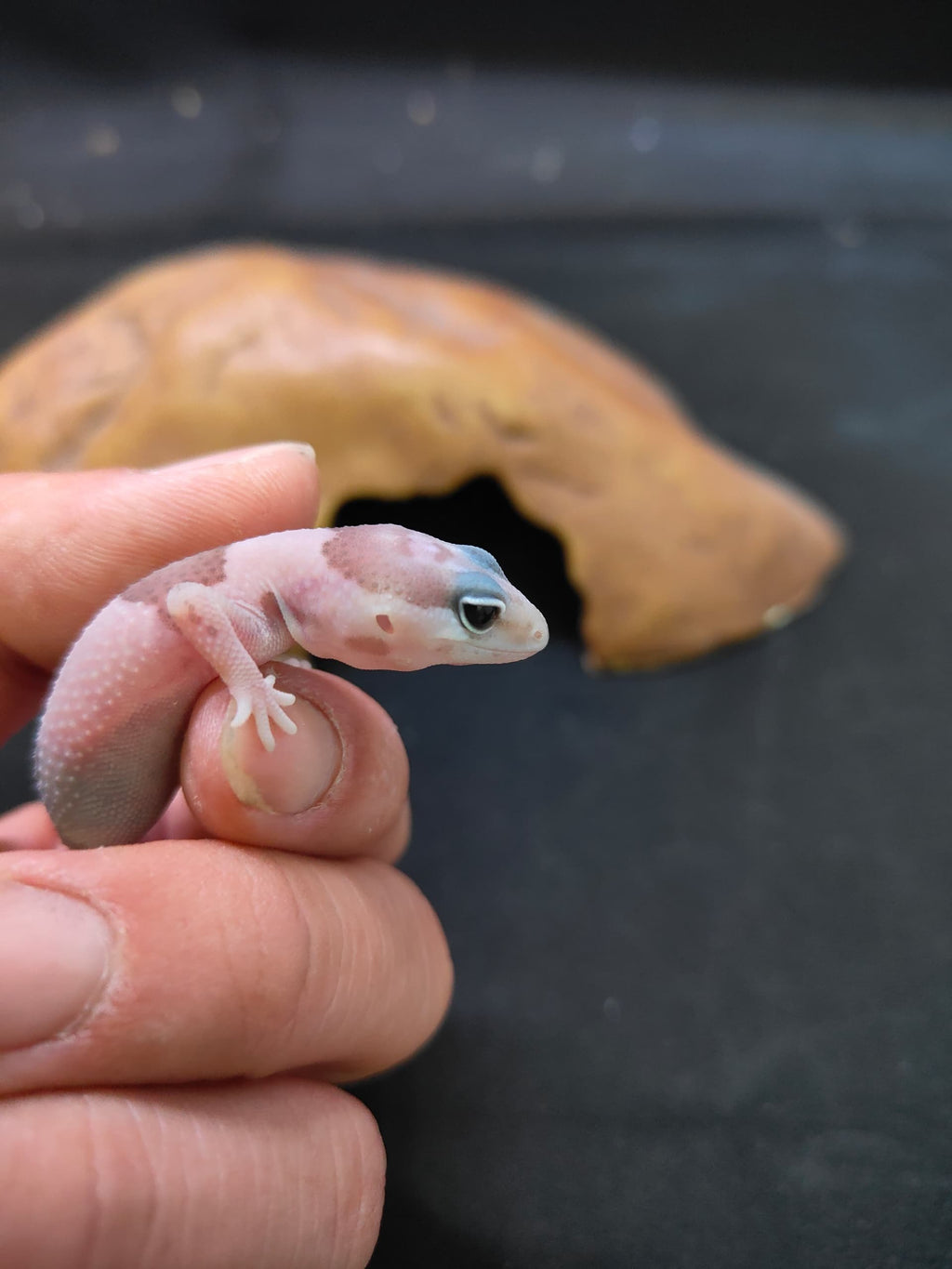 African Fat-Tailed Gecko