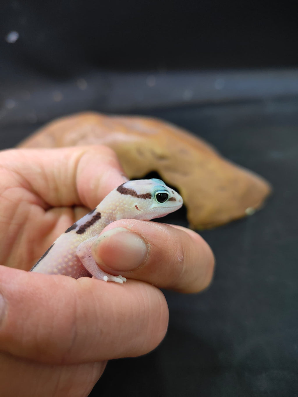 African Fat-Tailed Gecko