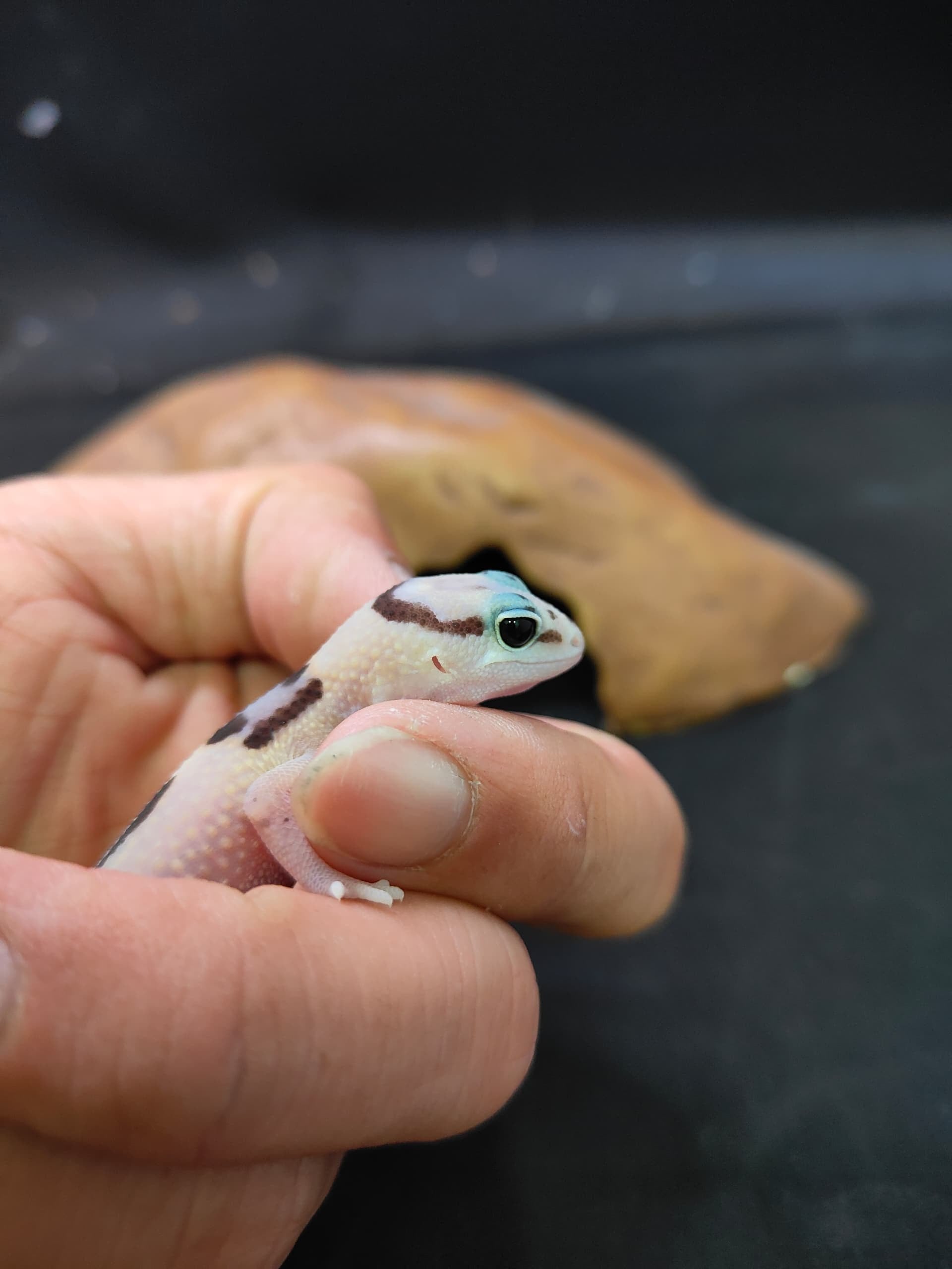 African Fat-Tailed Gecko