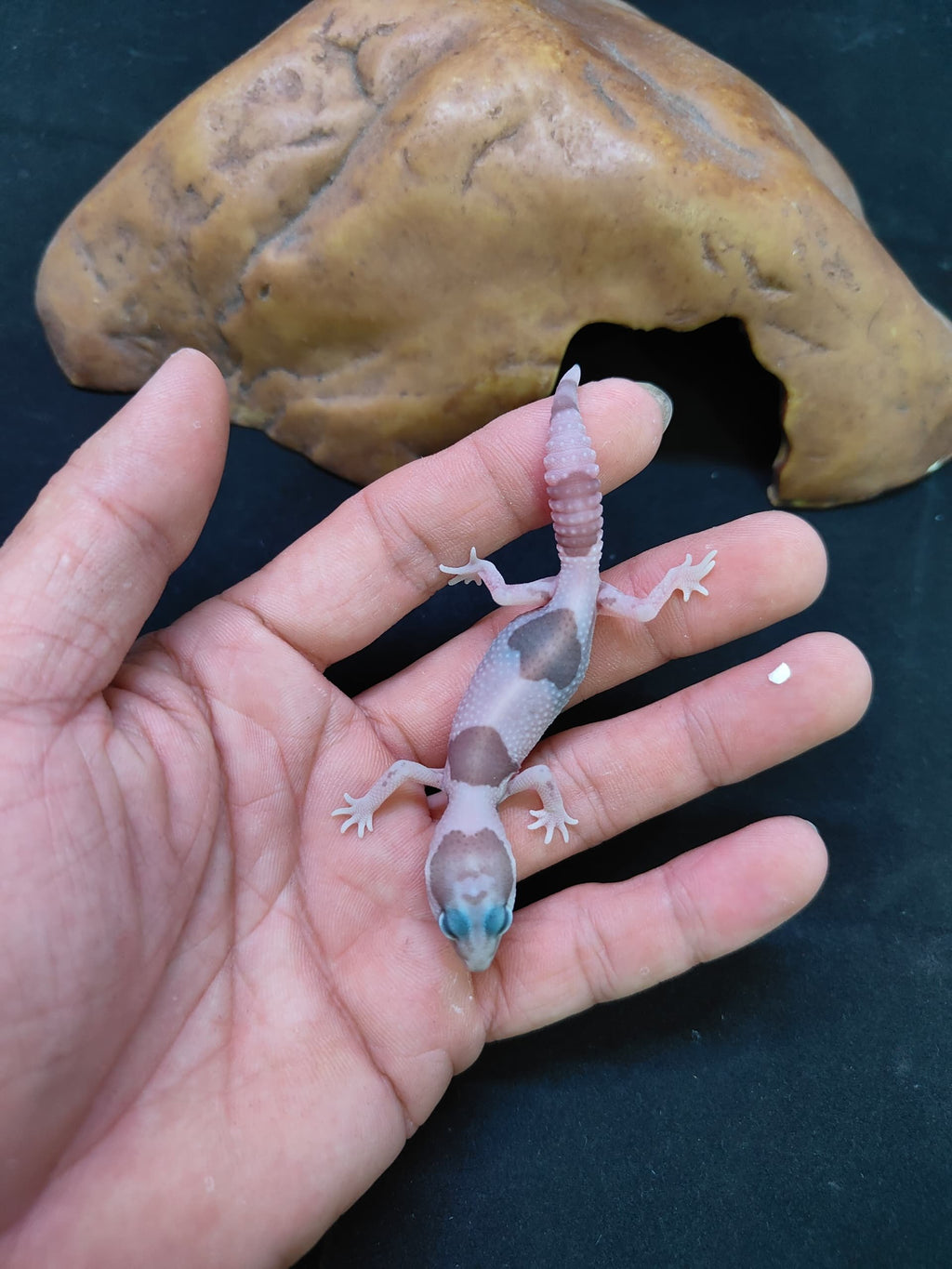 African Fat-Tailed Gecko