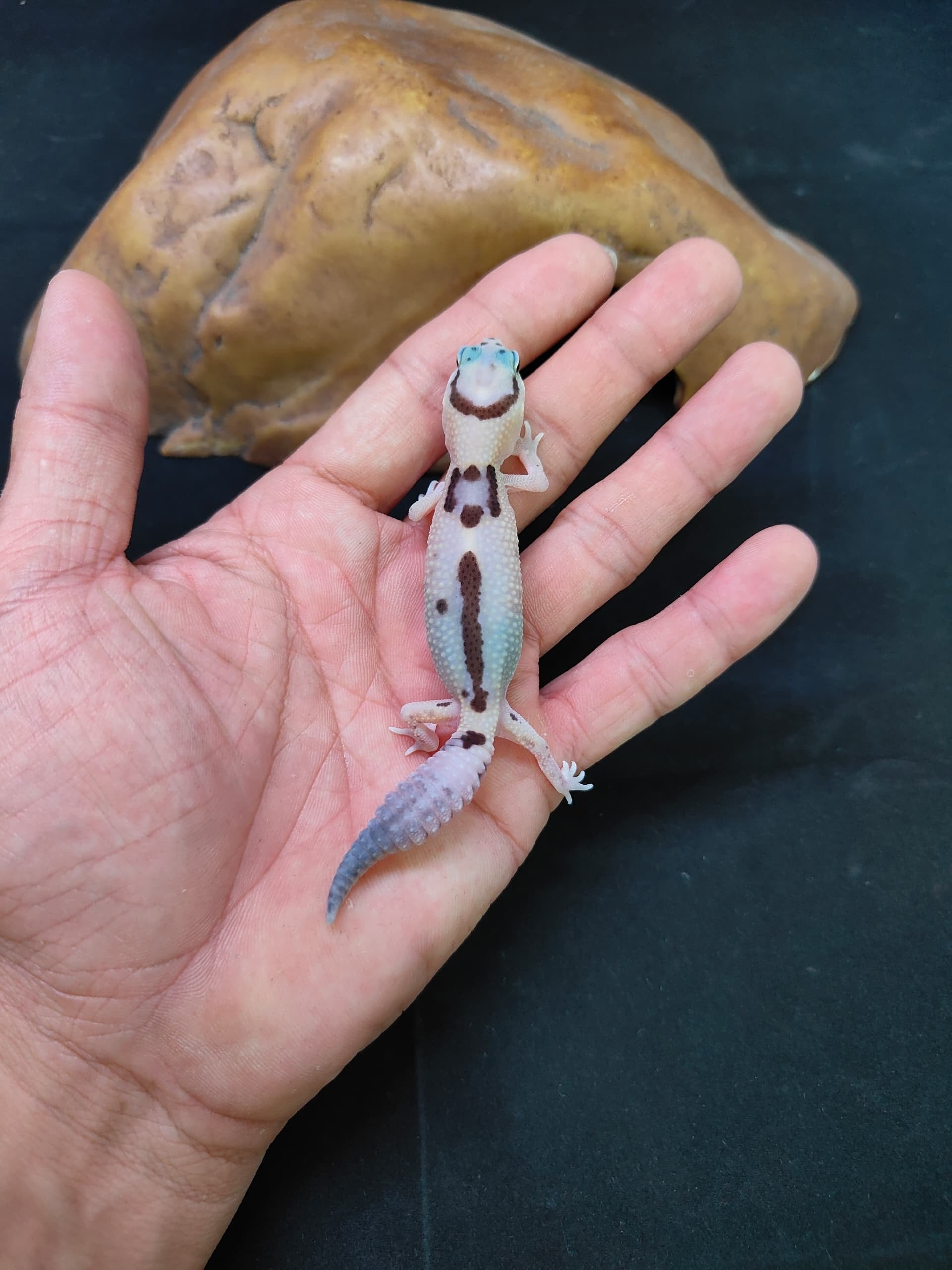 African Fat-Tailed Gecko