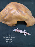 African Fat-Tailed Gecko