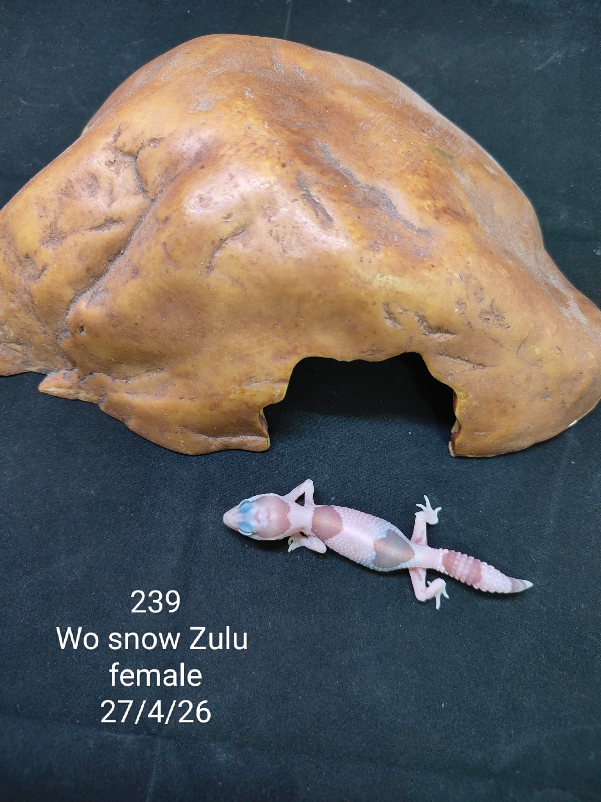 African Fat-Tailed Gecko