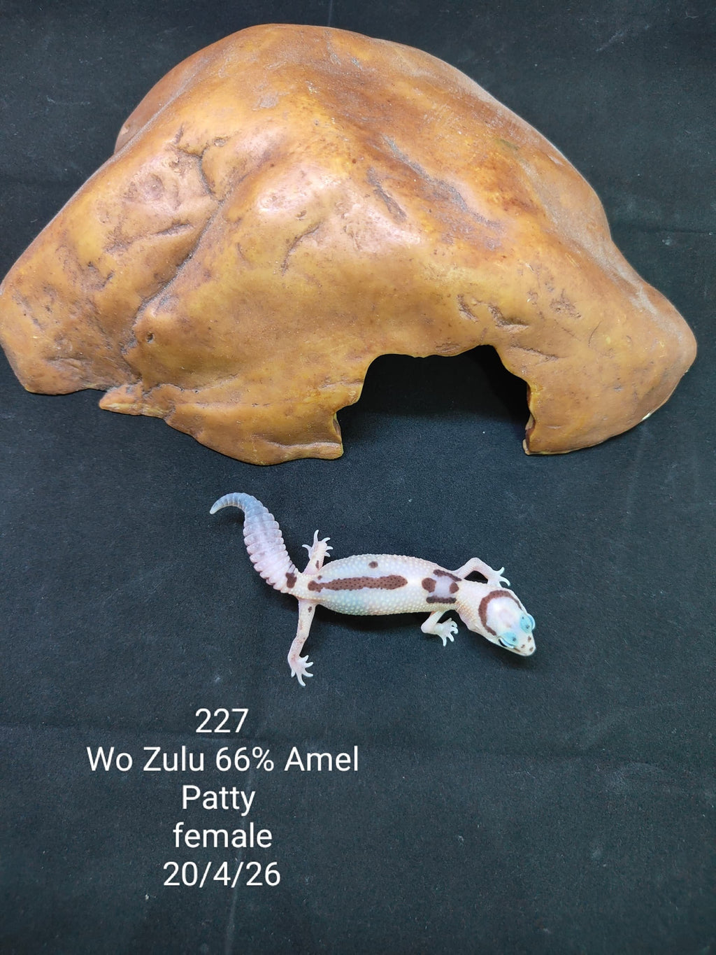 African Fat-Tailed Gecko