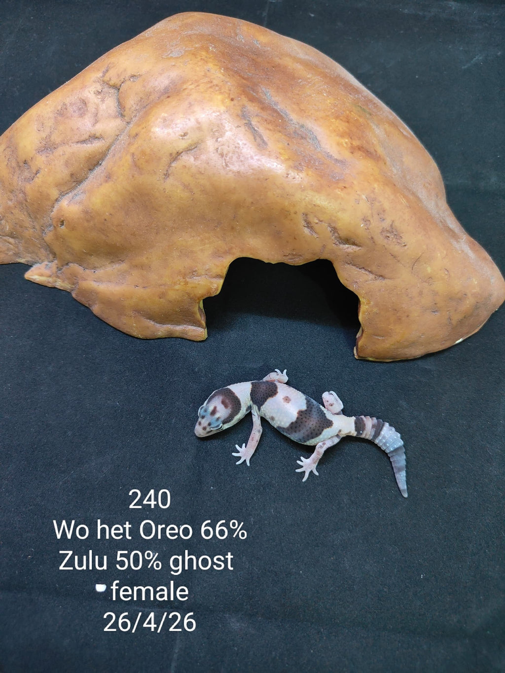 African Fat-Tailed Gecko
