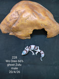 African Fat-Tailed Gecko