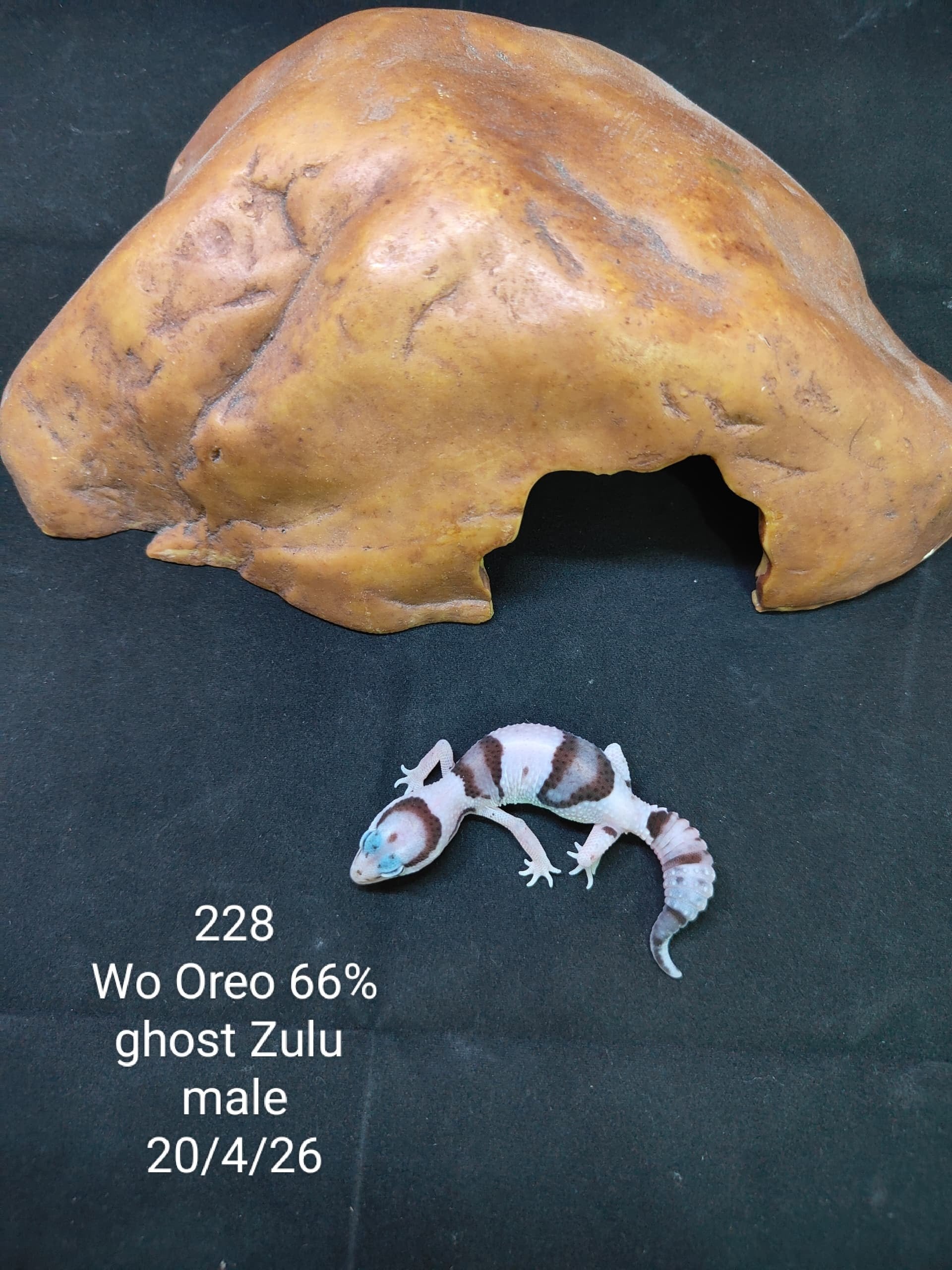 African Fat-Tailed Gecko