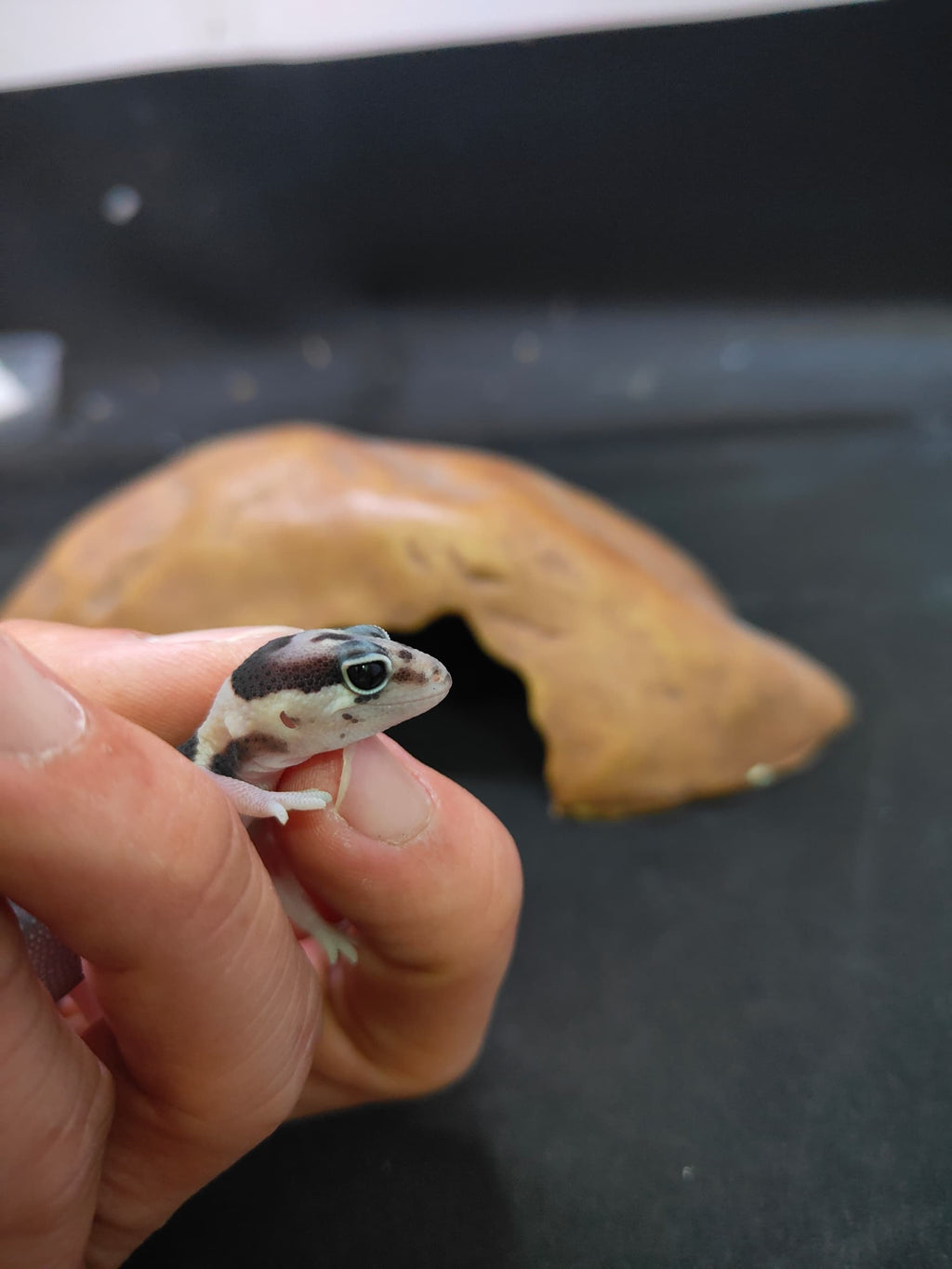 African Fat-Tailed Gecko