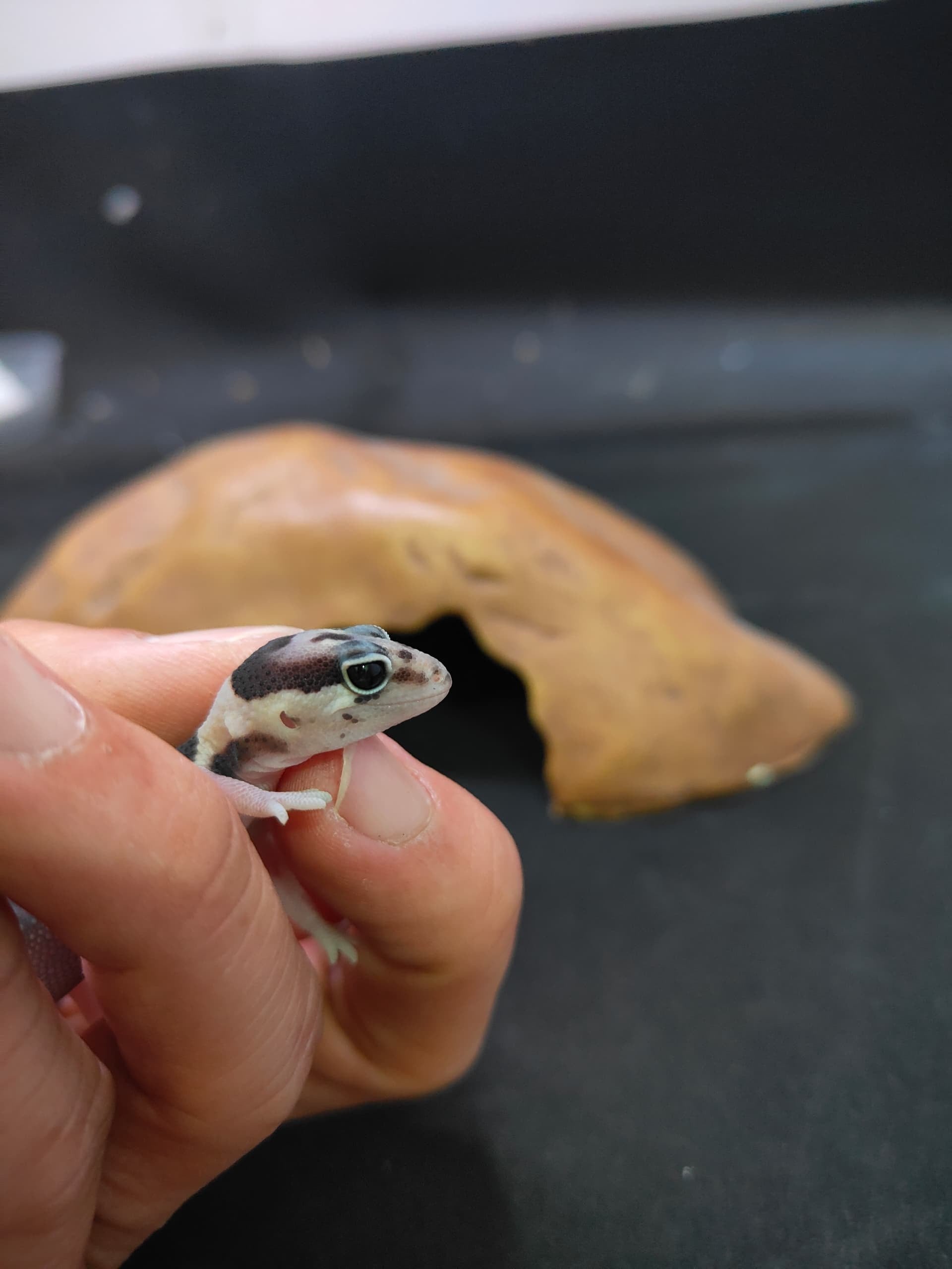 African Fat-Tailed Gecko