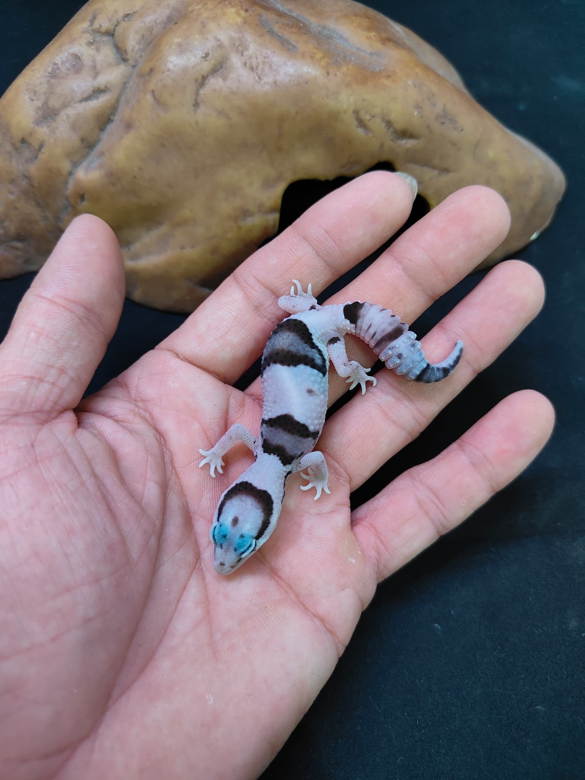 African Fat-Tailed Gecko