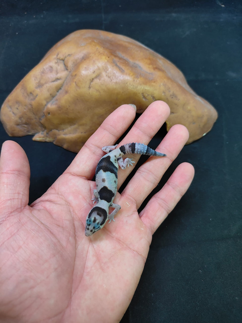 African Fat-Tailed Gecko