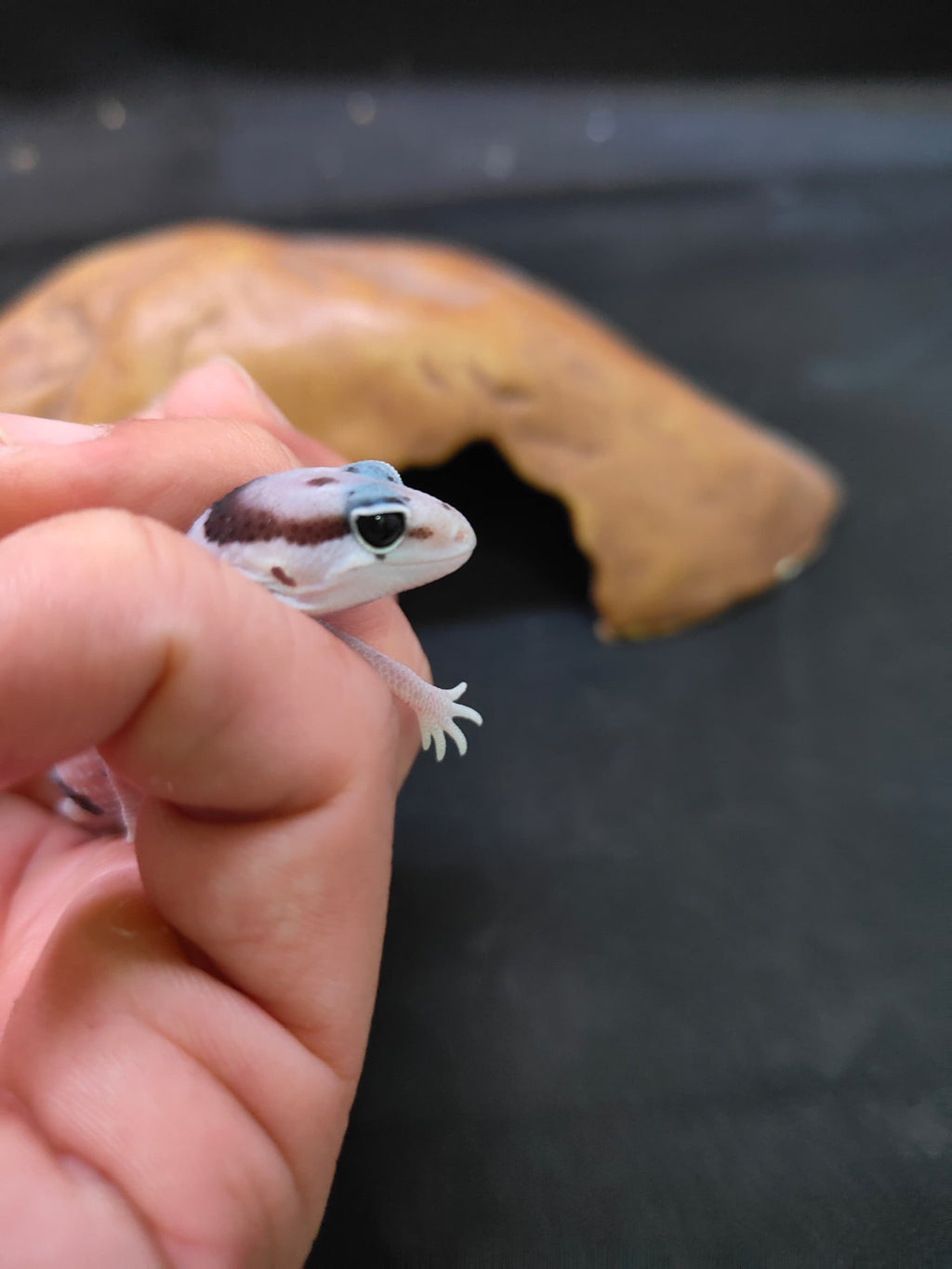 African Fat-Tailed Gecko