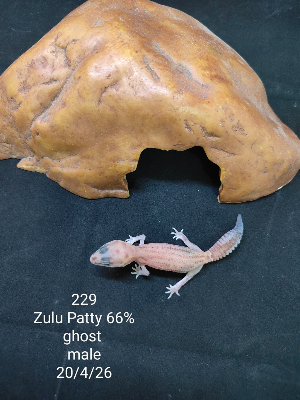 African Fat-Tailed Gecko