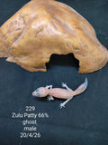 African Fat-Tailed Gecko