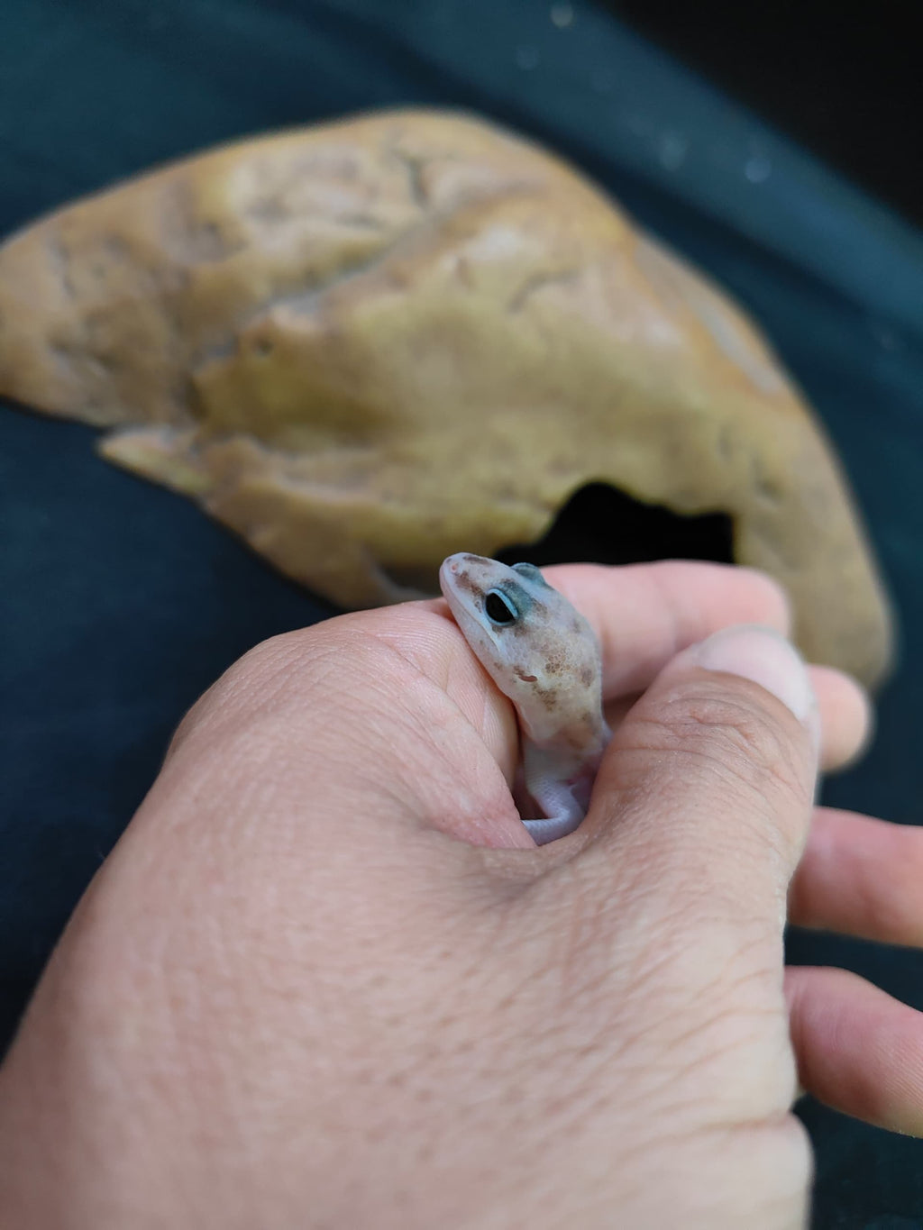 African Fat-Tailed Gecko