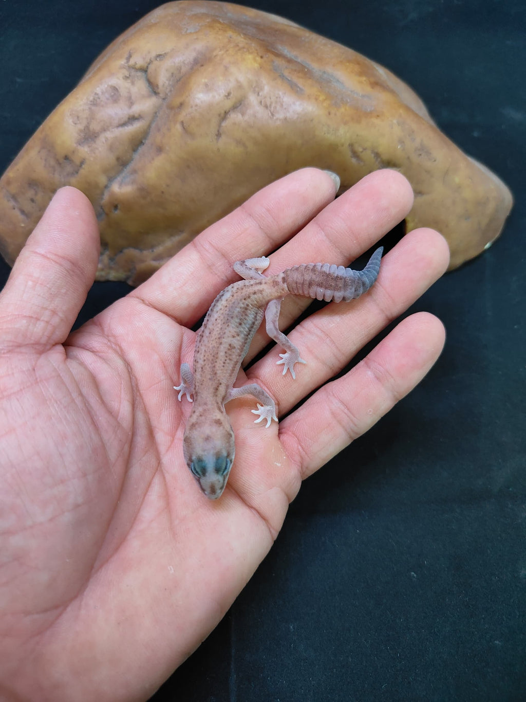 African Fat-Tailed Gecko