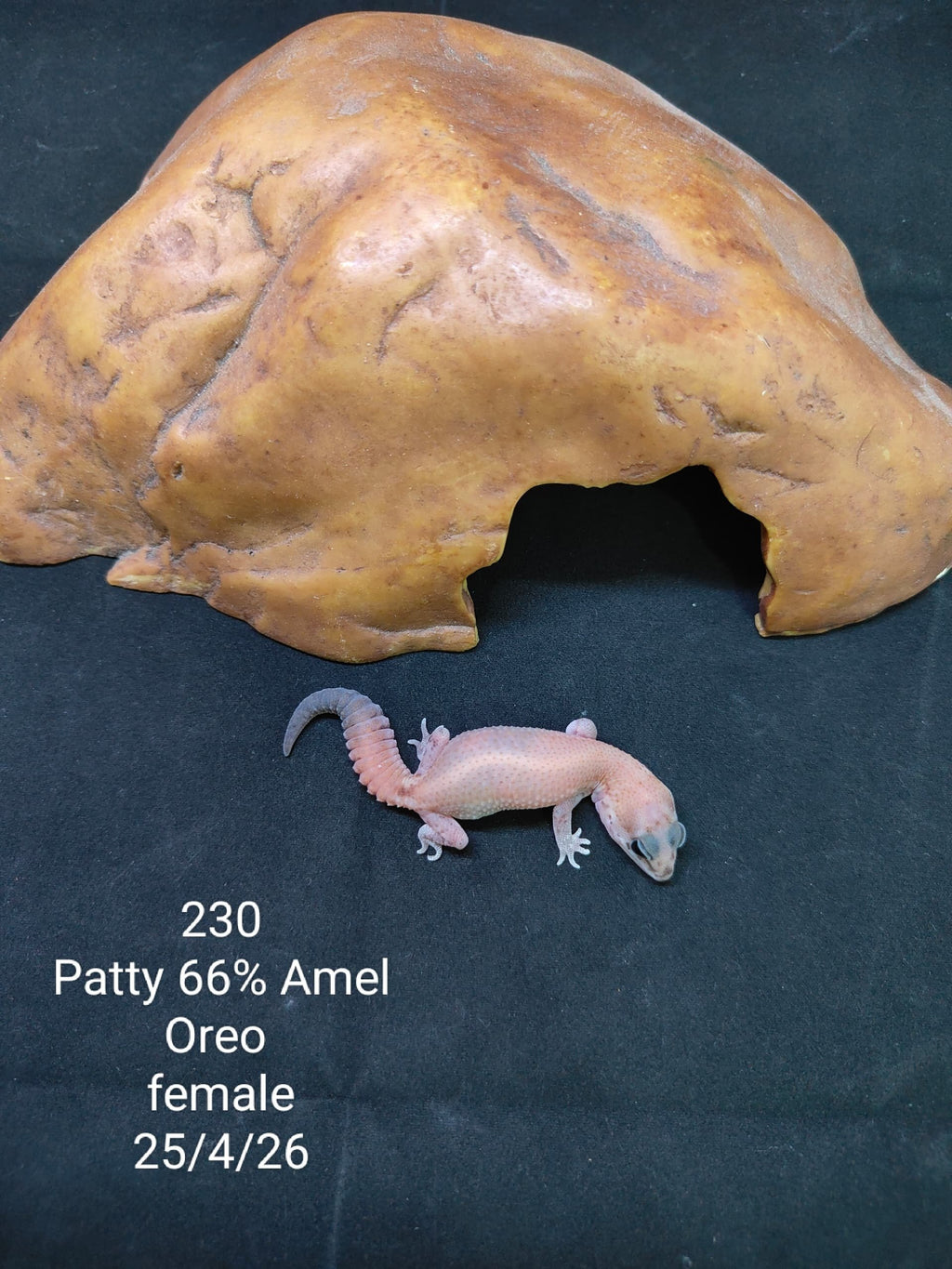 African Fat-Tailed Gecko