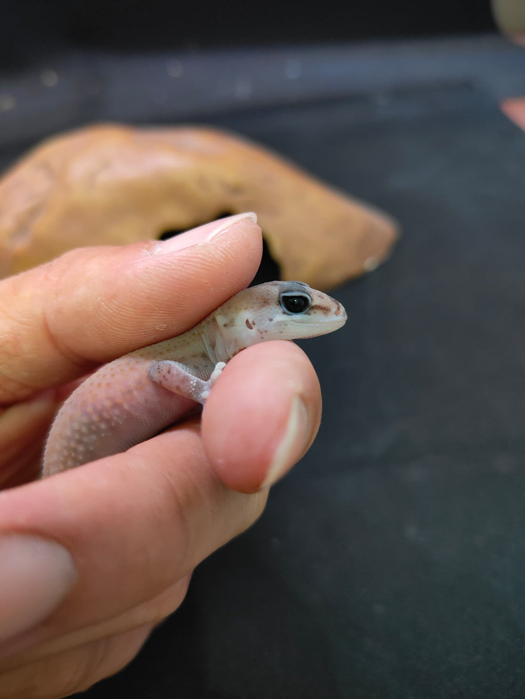 African Fat-Tailed Gecko