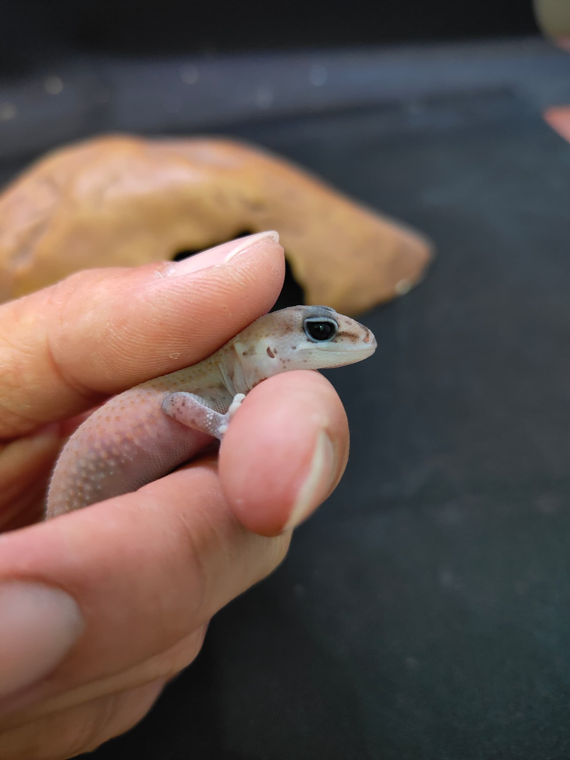 African Fat-Tailed Gecko