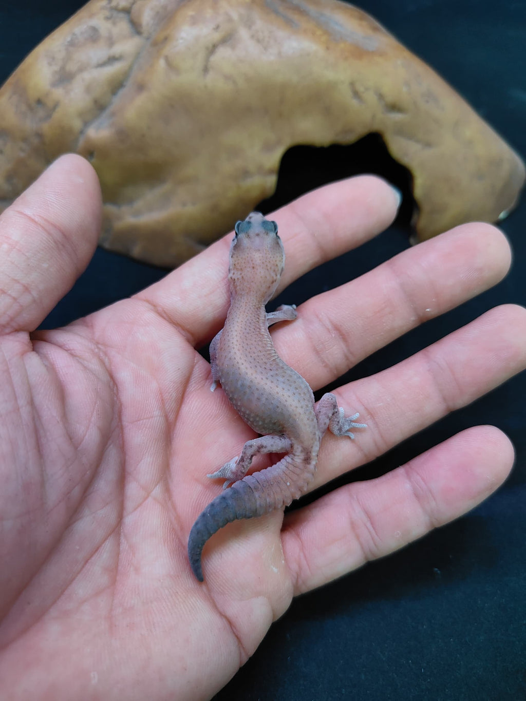 African Fat-Tailed Gecko