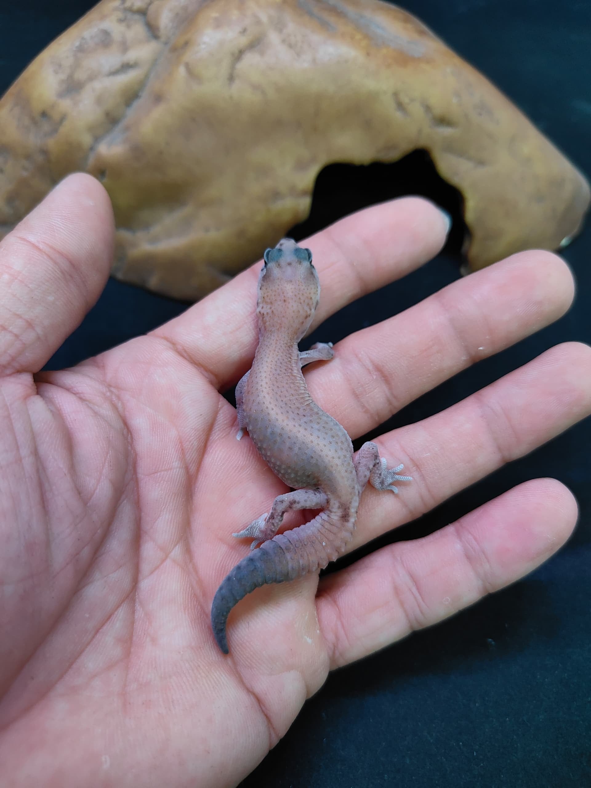 African Fat-Tailed Gecko