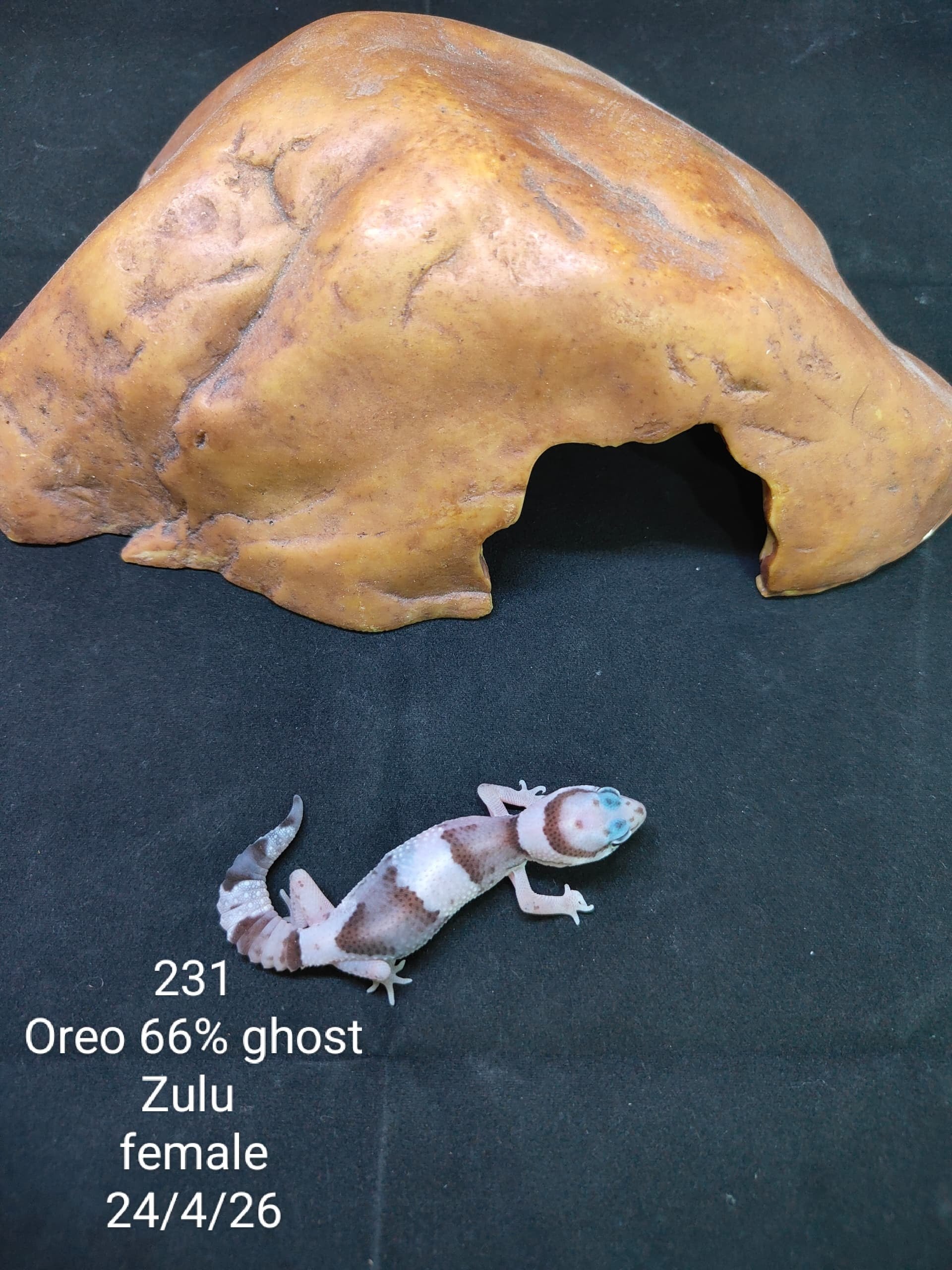 African Fat-Tailed Gecko