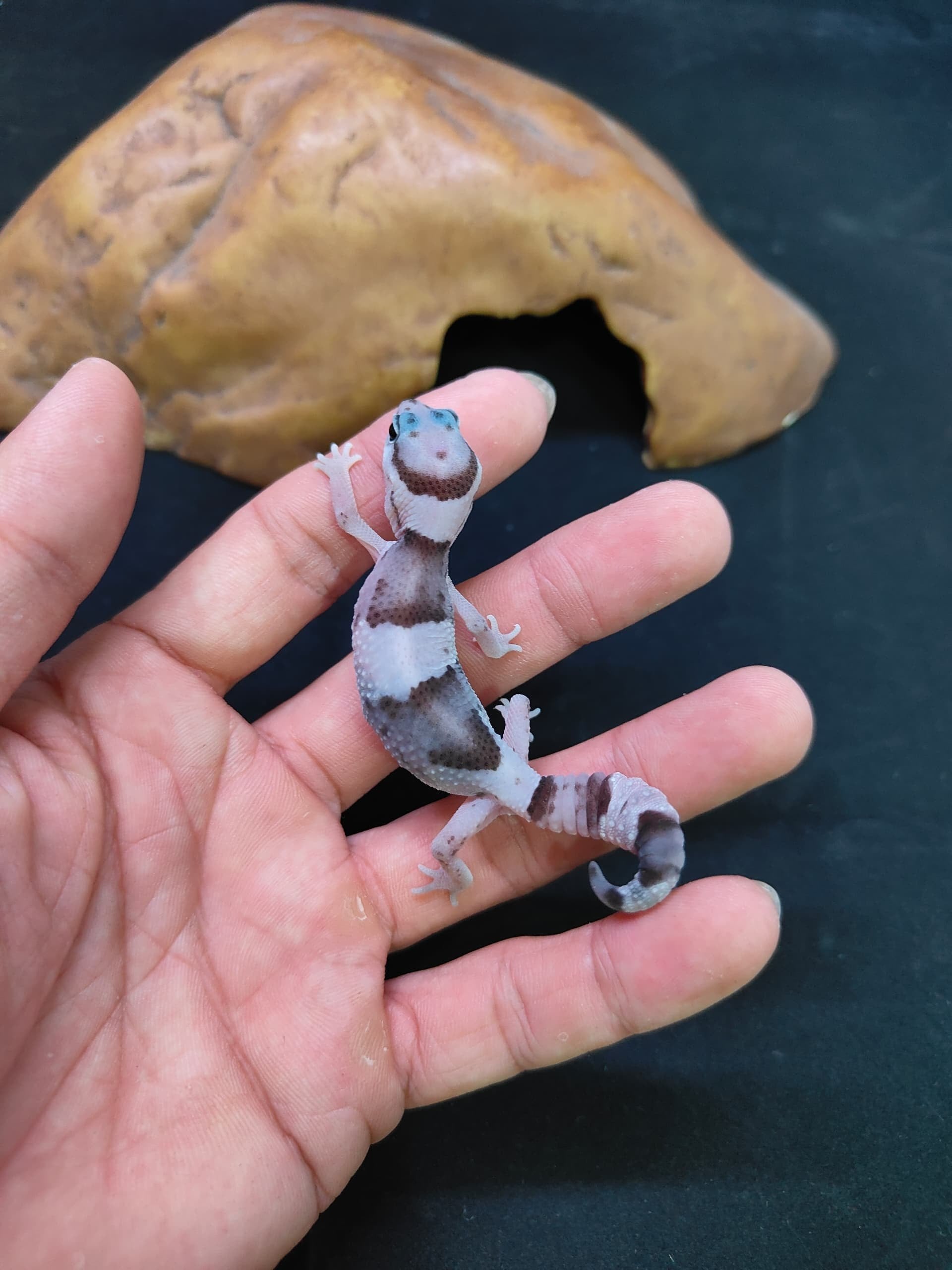 African Fat-Tailed Gecko