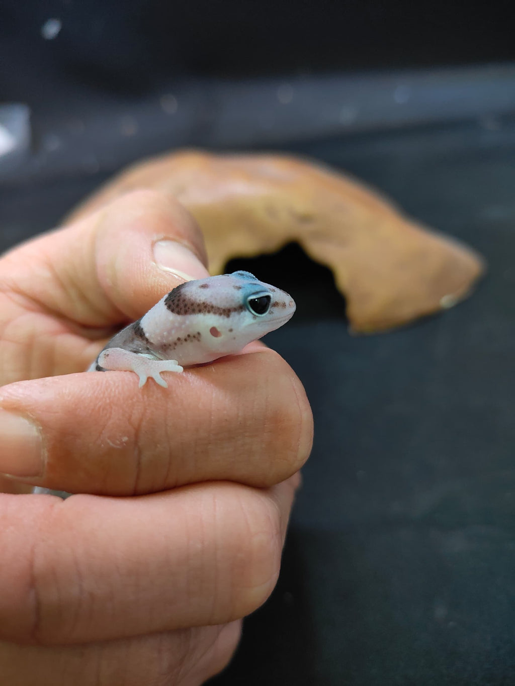 African Fat-Tailed Gecko