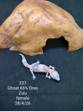 African Fat-Tailed Gecko