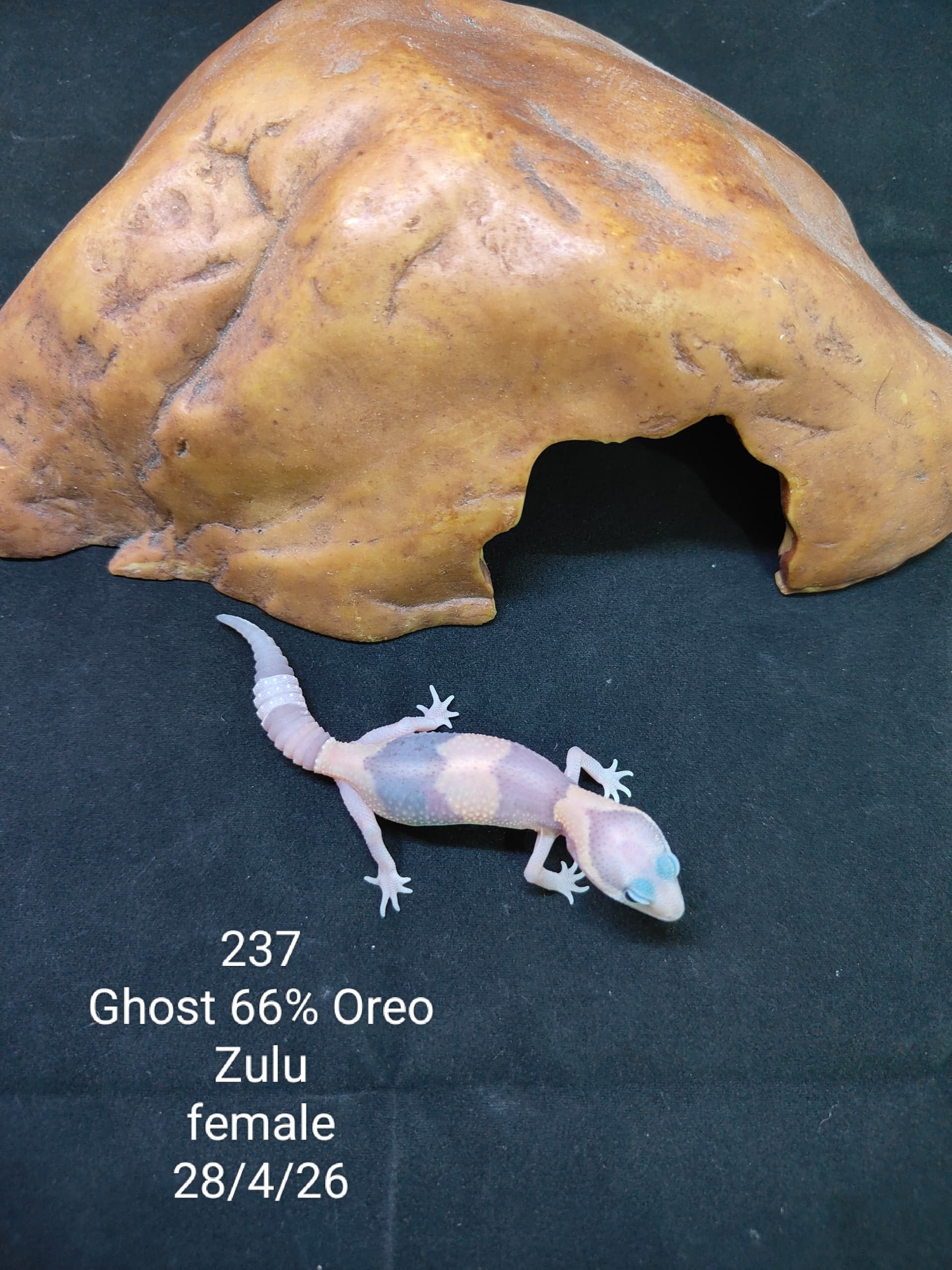 African Fat-Tailed Gecko
