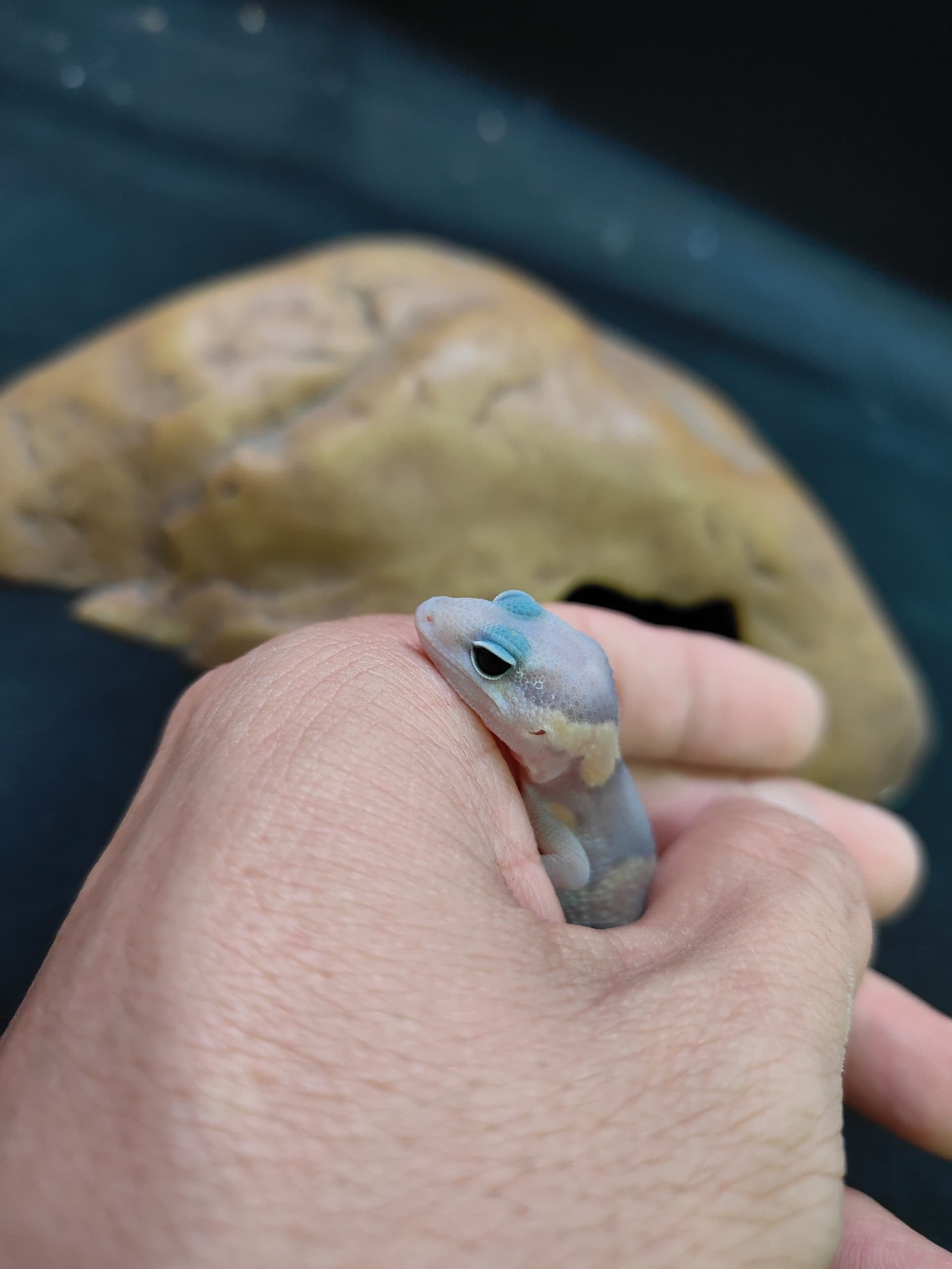 African Fat-Tailed Gecko