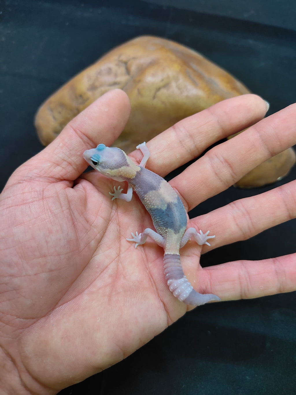 African Fat-Tailed Gecko