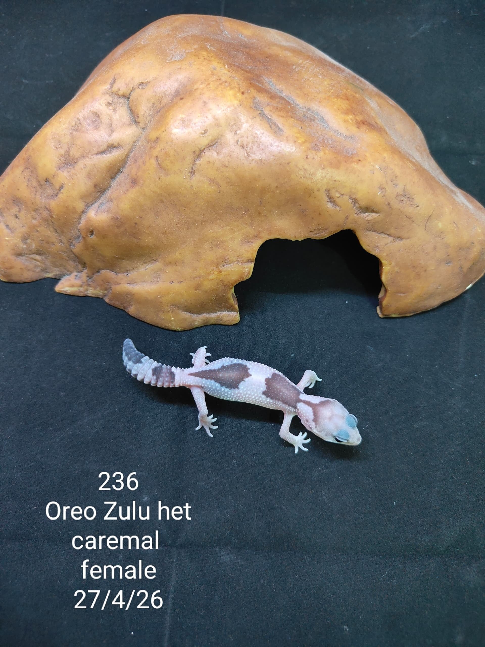 African Fat-Tailed Gecko