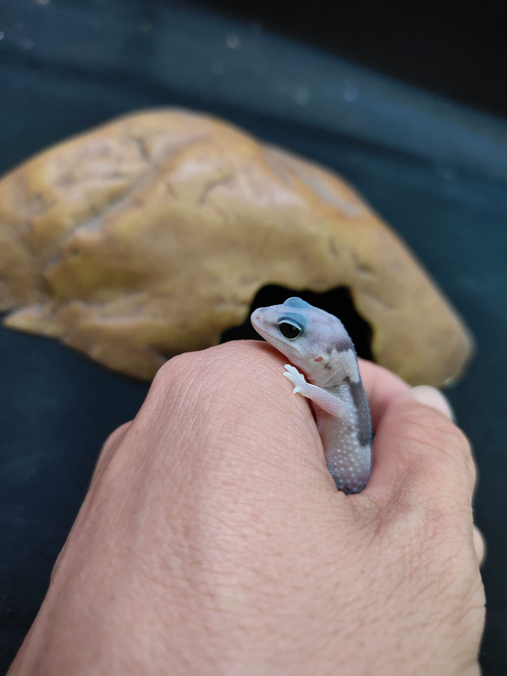 African Fat-Tailed Gecko