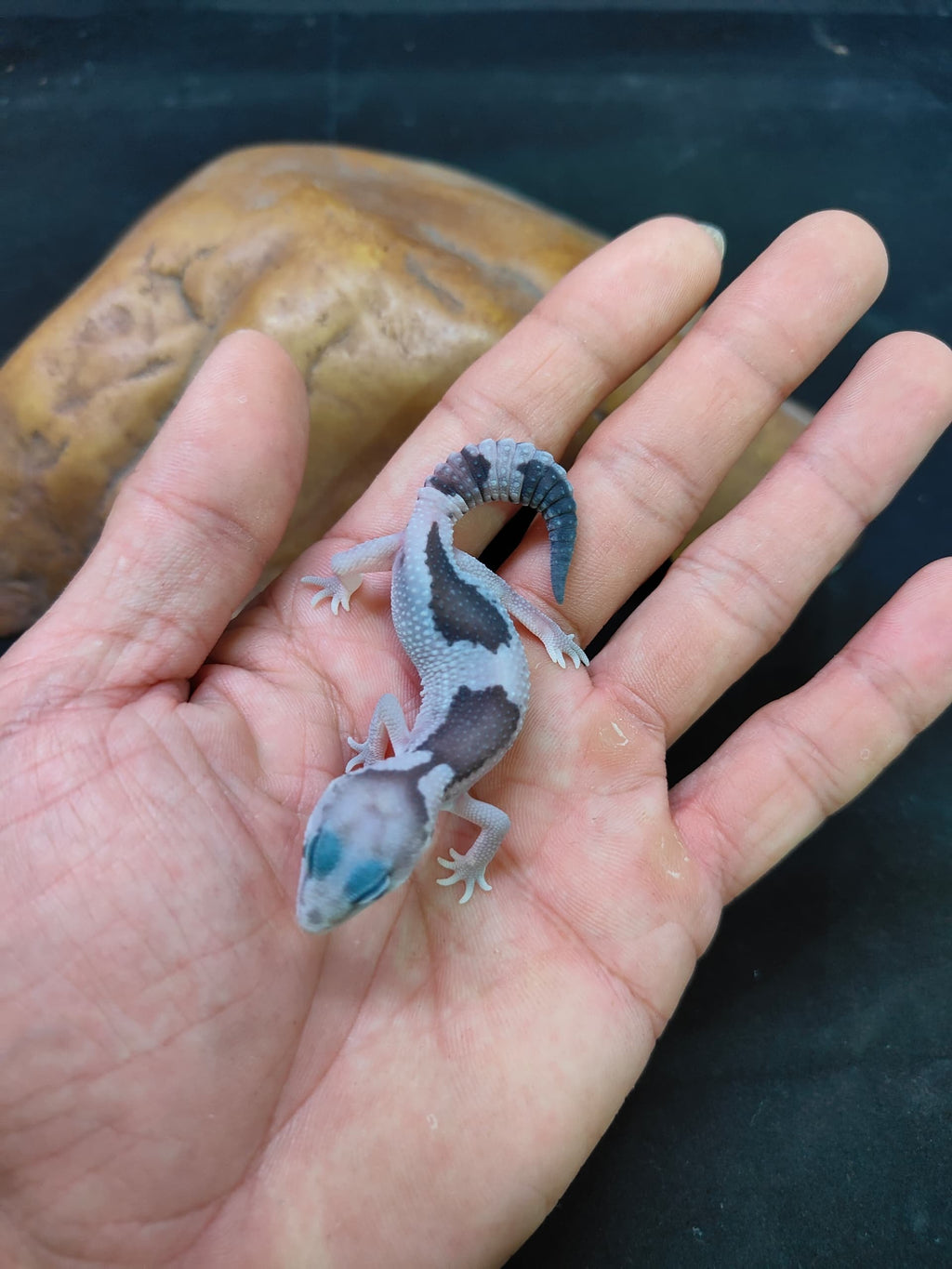 African Fat-Tailed Gecko