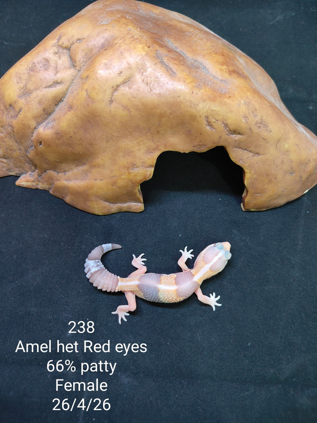 African Fat-Tailed Gecko