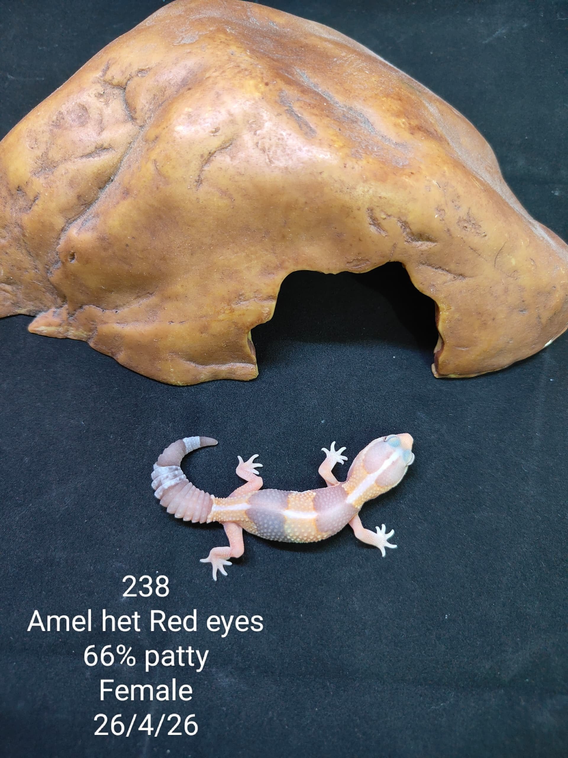 African Fat-Tailed Gecko