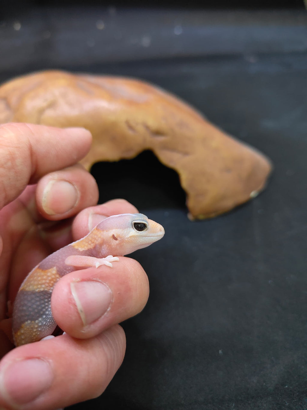 African Fat-Tailed Gecko
